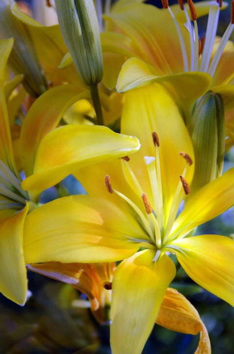 Yellow Surprise