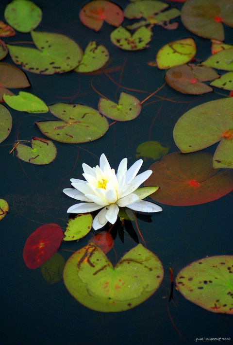 A Quiet Pond