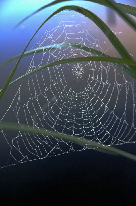 Morning Web