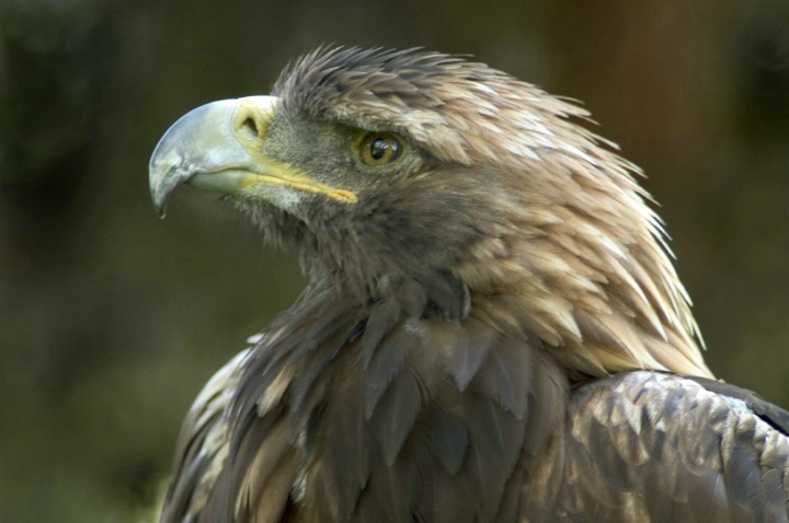 Golden Eagle