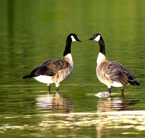Birds of a Feather