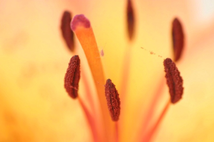 Lilly