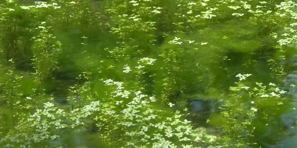 Pond by Monet