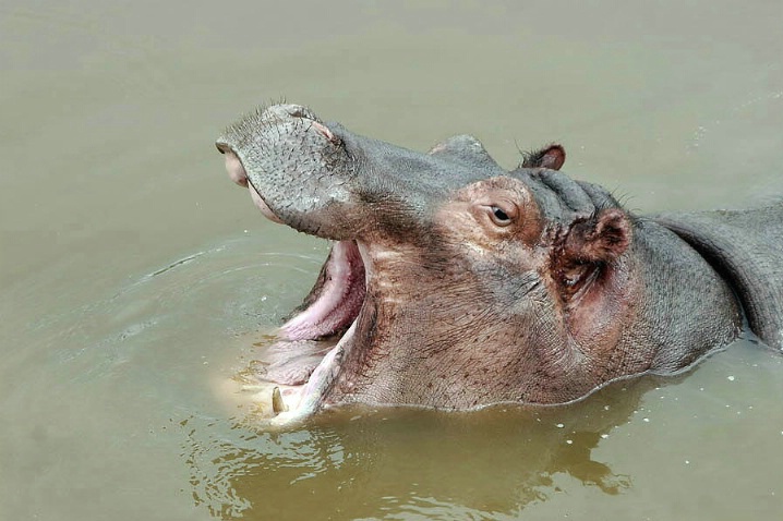 Hippo of a smile