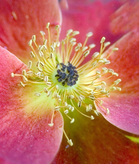 In the Rose