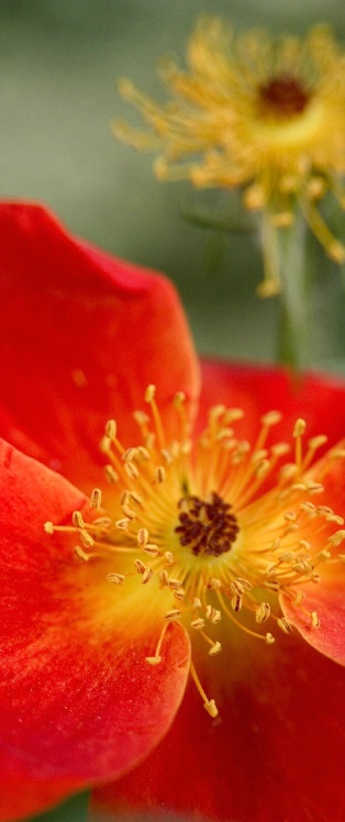 Rose and . . .