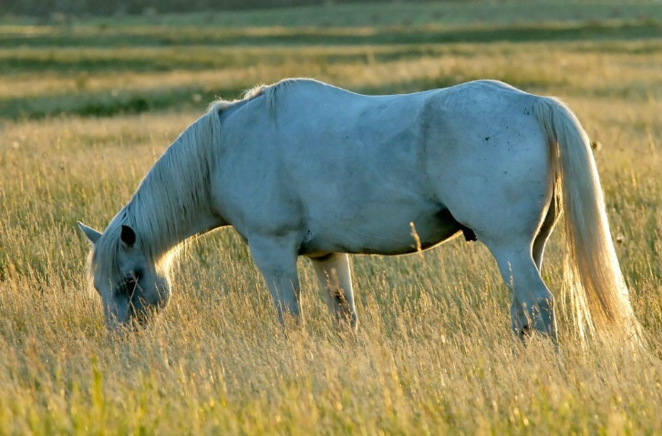 A Grey Horse