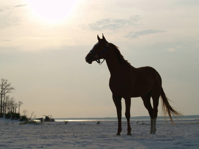 Freedom
