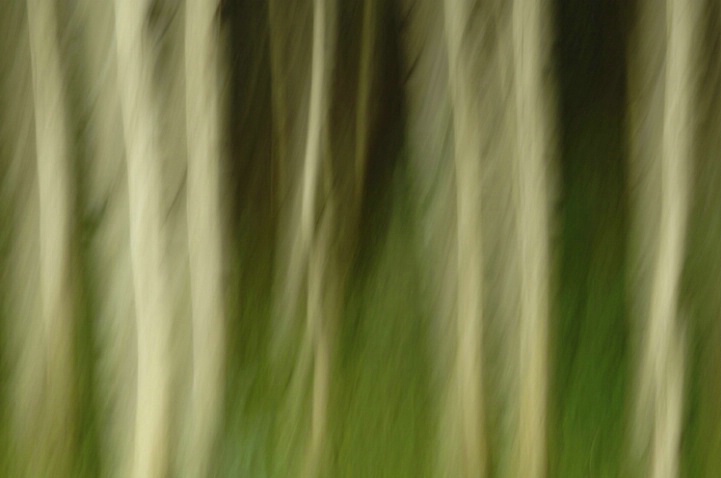 Aspen Forest 1