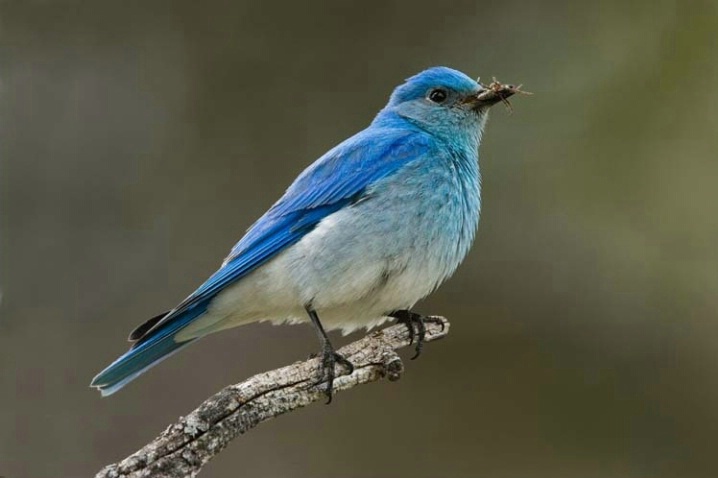 Mountain Bluebird on a Branch