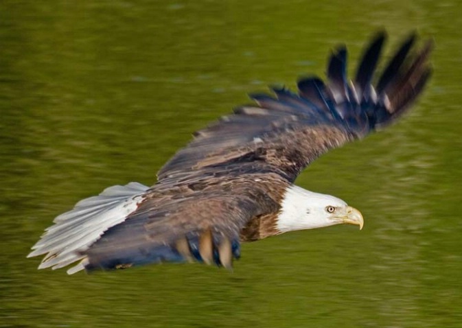 Eagle Wings Stretched in Flight