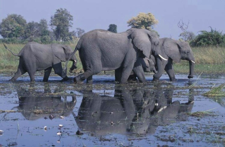 Elephant Herd Reflection