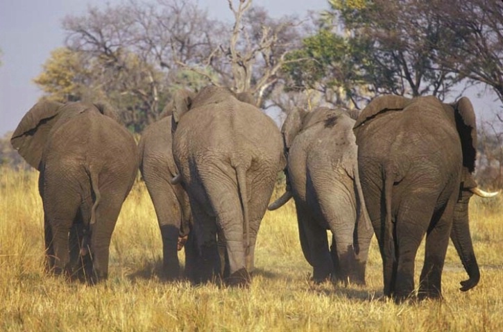 A Herd of Bull Elephants 