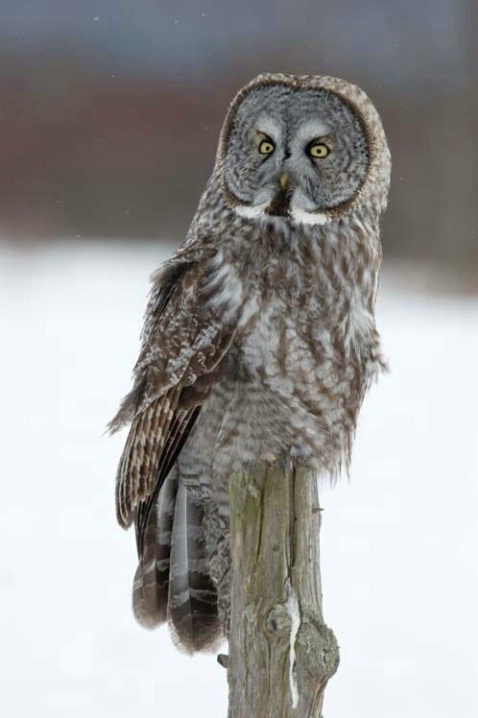 Great Gray Owl Perched on a Post
