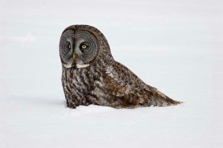 Great Gray Owl on the Snow