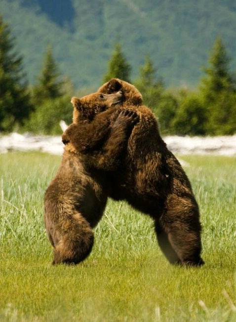 Grizzly Bear Dance