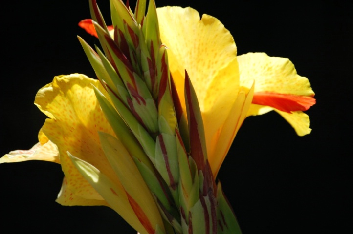 Canna in Yellow
