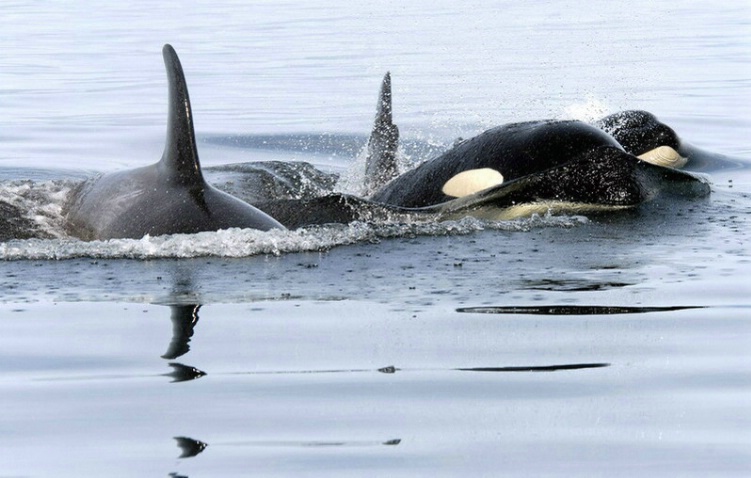 Here come the Orcas!