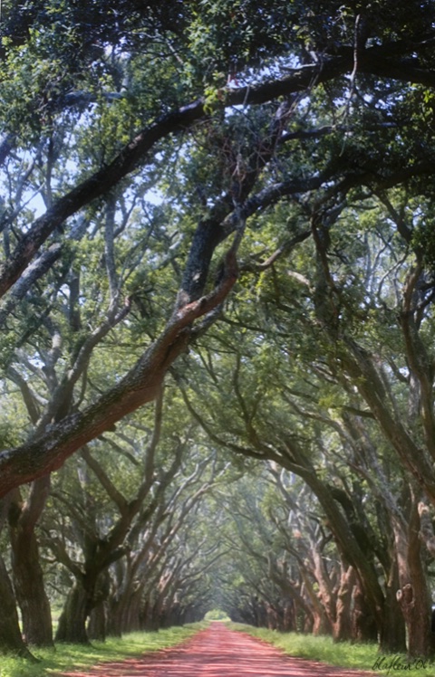Tunnel of Oaks