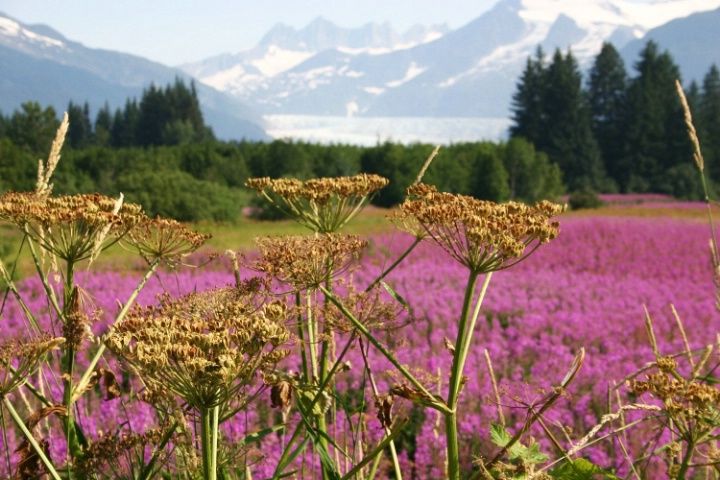 FIREWEED IN A FIRE FLOWER FIELD