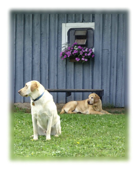 Scout and Boomer