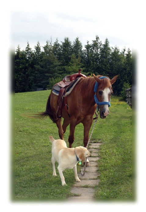 A working dog