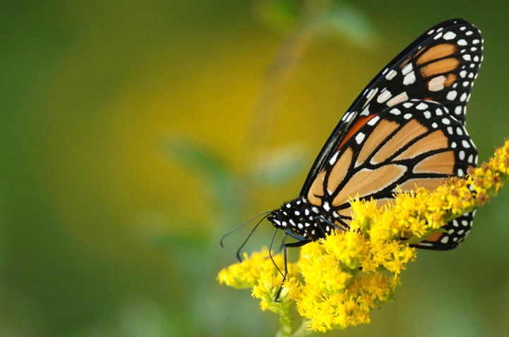 Monarch Migrating