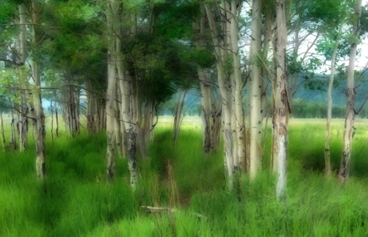 Trees in Tetons