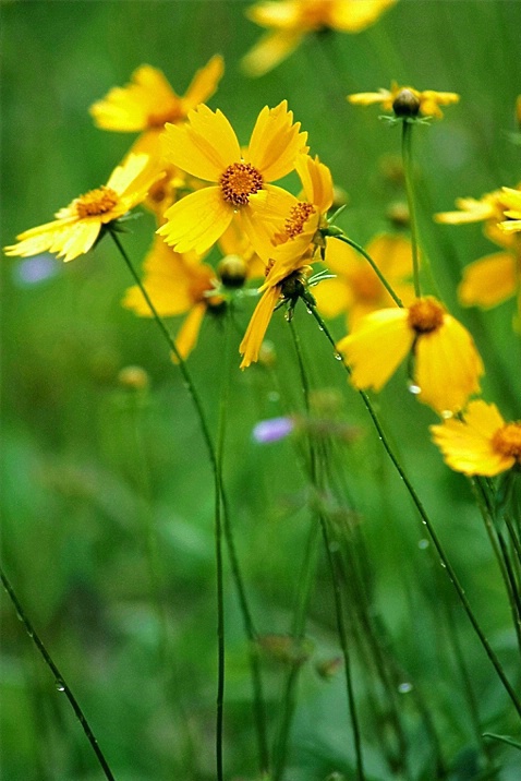 Lance-leaf Coreopsis