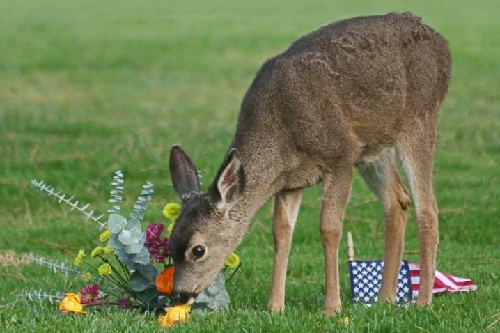 Bounty for Bambi on Veterans Day