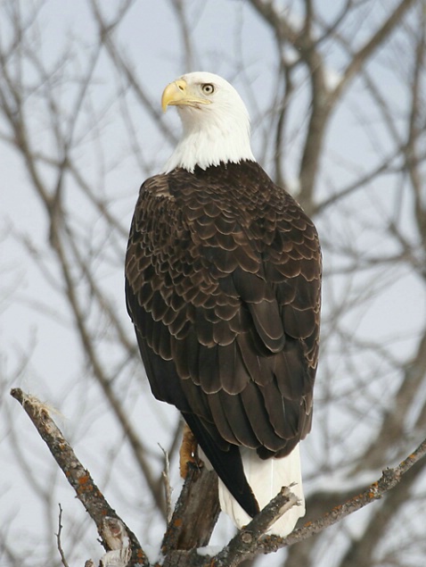 Magestic Bald Eagle Perched on Tree Top
