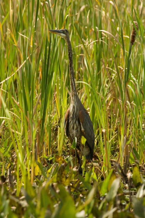 Great Blue Heron in the Grasses