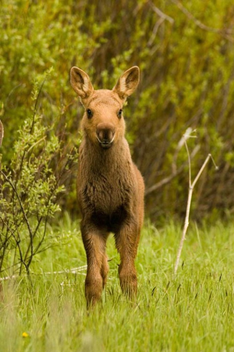 Moose Calf in Field