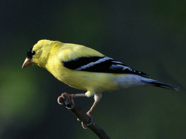 Goldfinch on a Branch