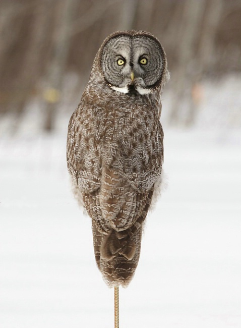 Great Gray Owl on a Post