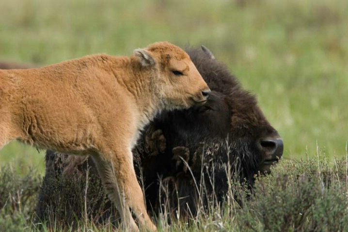 Bison in the Spring