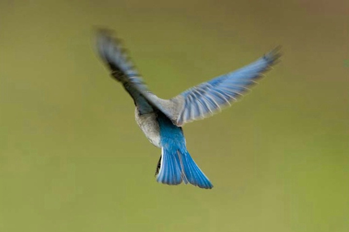 Mountain Bluebird in Flight