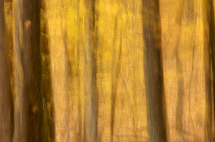 Fall Forest 2