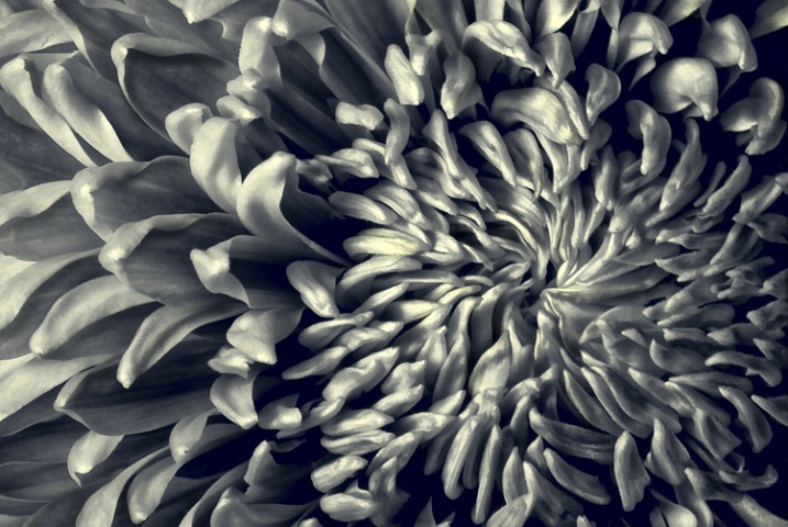 Chrysanthemum 