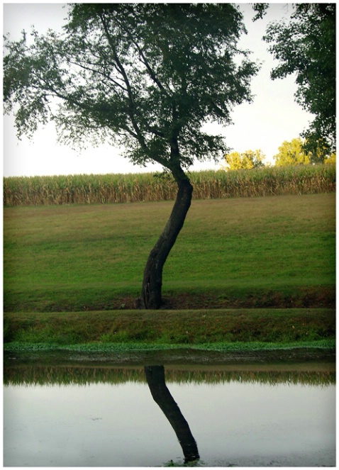 Tree Reflection #166