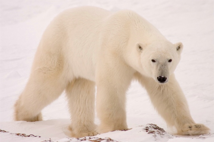 Stalely male Polar Bear