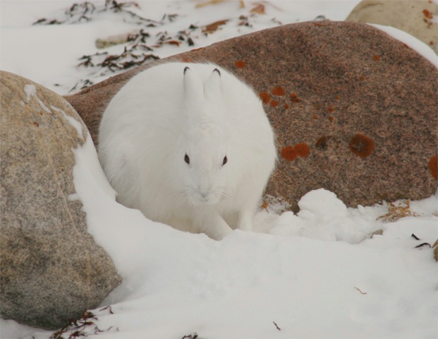 Artic Hare