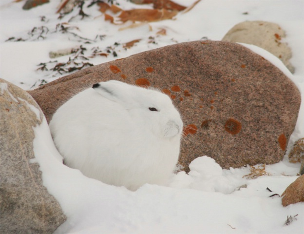 Artic Hare in profile.