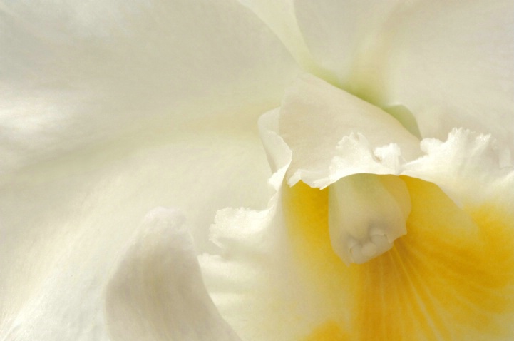 White Orchid