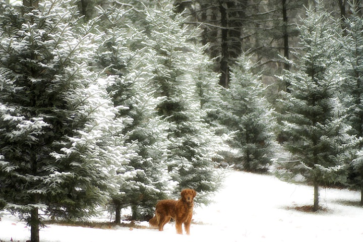 First Snow