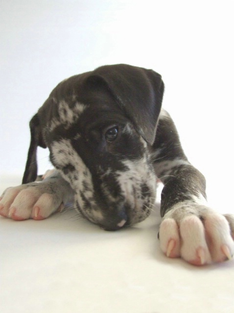  Ajax, the  Great Dane Puppy