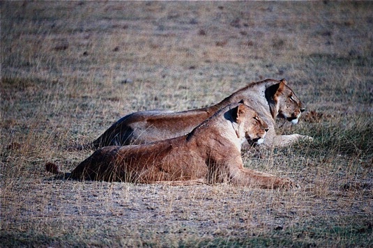 Watching the Herd