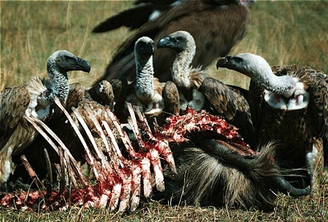 Ngorongoro Vultures  Feasing