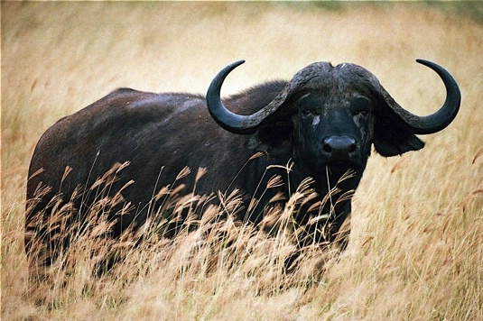 Buffalo on the Lookout Ngorongoro