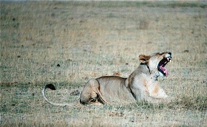Lioness Roaring 